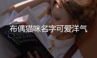 布偶貓咪名字可愛洋氣