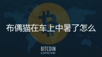 布偶貓在車上中暑了怎么辦？布偶坐車 暈車的表現