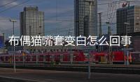布偶貓嘴套變白怎么回事？布偶貓嘴套如何變飽滿