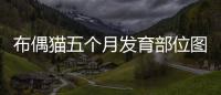布偶貓五個(gè)月發(fā)育部位圖片