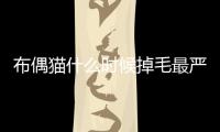 布偶貓什么時候掉毛最嚴重(布偶貓什么時候絕育比較好)
