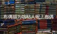 布偶貓為啥粘人呢？布偶貓為啥粘人的原因