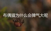 布偶貓為什么會脾氣大呢(布偶為什么脾氣很差)