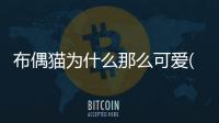 布偶貓為什么那么可愛(布偶貓為什么一直叫)