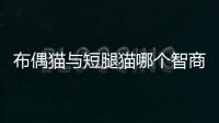 布偶貓與短腿貓哪個智商高些？布偶貓與短腿貓哪個智商高一點