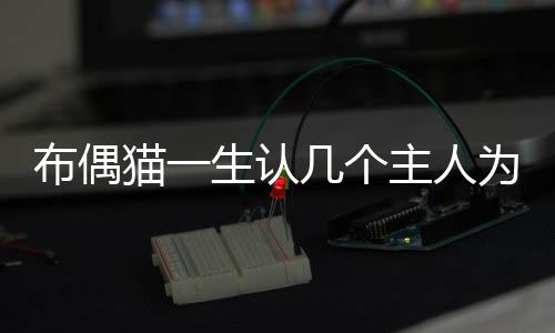 布偶貓一生認(rèn)幾個(gè)主人為主人(布偶貓幾個(gè)月認(rèn)主人)