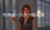 布偶貓一只多少錢(布偶貓現在多少錢一只)