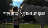 布偶貓兩個月爆毛正常嗎(布偶貓兩個月吃什么)