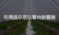 布偶貓總是貼著地躺著睡覺(布偶貓?zhí)上?