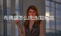 布偶貓怎么挑選(如何挑選布偶貓)