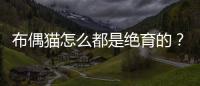 布偶貓怎么都是絕育的？布偶貓怎么都是絕育后的