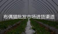 布偶貓批發(fā)市場(chǎng)進(jìn)貨渠道(東莞布偶貓價(jià)格多少錢一只)