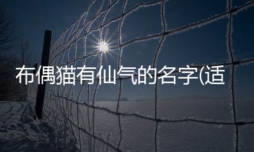 布偶貓有仙氣的名字(適合布偶貓的仙氣名字)
