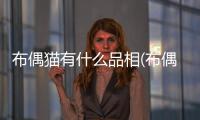 布偶貓有什么品相(布偶貓有什么特點(diǎn))