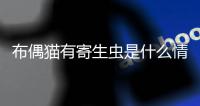 布偶貓有寄生蟲是什么情況引起的？布偶體內有蟲的癥狀