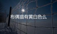 布偶貓有黃白色么