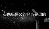 布偶貓是公的好還是母的好(布偶貓公的大還是母的大)