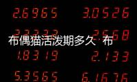 布偶貓活潑期多久  布偶貓活潑嗎?