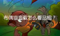 布偶貓海雙怎么看品相？布偶貓 海雙