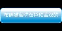 布偶貓海豹雙色和藍雙的區別(海豹雙色布偶貓小時候和長大后)