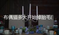 布偶貓多大開始掉胎毛(布偶貓換胎毛)