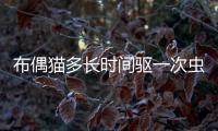 布偶貓多長時間驅一次蟲(布偶貓多長時間成年)