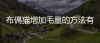 布偶貓增加毛量的方法有哪些？如何增加布偶貓的毛量