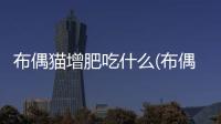 布偶貓增肥吃什么(布偶貓怎么增肥爆毛)