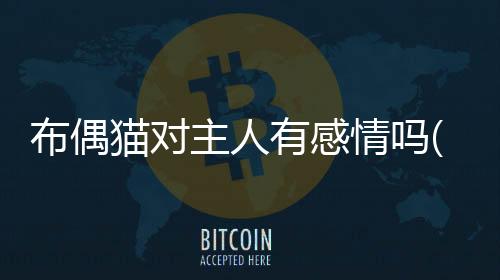 布偶貓對主人有感情嗎(布偶貓有感情嗎,認主人嗎)