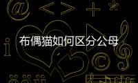 布偶貓如何區分公母