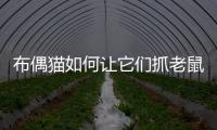 布偶貓如何讓它們抓老鼠呢(怎么讓布偶貓喜歡你粘著你)