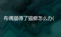 布偶貓得了貓癬怎么辦(布偶貓貓癬)