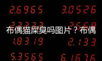 布偶貓屎臭嗎圖片？布偶貓屎臭不臭
