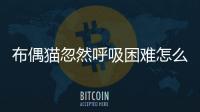 布偶貓忽然呼吸困難怎么回事？布偶貓忽然呼吸困難喘氣急促