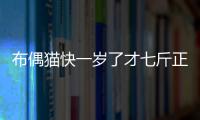 布偶貓快一歲了才七斤正常嗎？布偶貓快一歲了才七斤半正常嗎