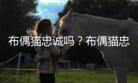 布偶貓忠誠(chéng)嗎？布偶貓忠誠(chéng)度