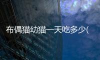 布偶貓幼貓一天吃多少(布偶貓幼貓一頓吃多少)