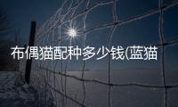 布偶貓配種多少錢(藍(lán)貓和布偶貓配種會出什么貓)