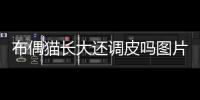 布偶貓長大還調(diào)皮嗎圖片？布偶長大了