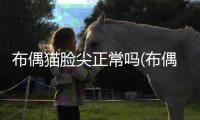 布偶貓臉尖正常嗎(布偶貓兩個(gè)月臉尖)