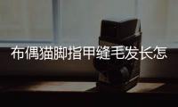 布偶貓腳指甲縫毛發長怎么辦(布偶貓腳指甲縫毛發長正常嗎)