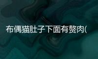 布偶貓肚子下面有贅肉(布偶貓肚子是不是肚子都很大)