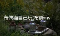 布偶貓自己玩(布偶mv)