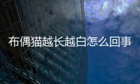 布偶貓越長越白怎么回事？布偶貓越長越白怎么辦