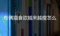 布偶貓食欲越來越瘦怎么回事？布偶突然食欲下降