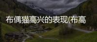 布偶貓高興的表現(布高興的日常布偶貓)