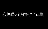 布偶貓6個月懷孕了正常嗎？布偶貓六個月懷孕了