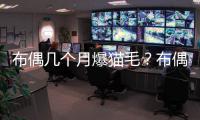 布偶幾個月爆貓毛？布偶幾個月爆貓牙