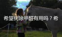 希望樹除甲醛有用嗎？希望樹除甲醛的效果怎么樣？