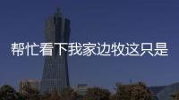 幫忙看下我家邊牧這只是不是串？ 邊牧幼崽真實